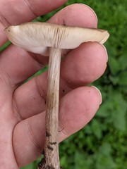 Melanoleuca grammopodia