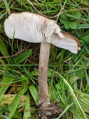 Melanoleuca grammopodia