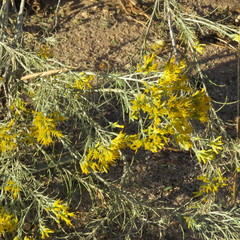 Ericameria nauseosa latisquamea