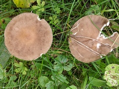 Melanoleuca grammopodia