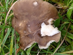 Melanoleuca grammopodia