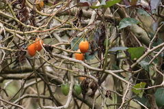 Solanum betaceum