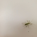 photo of Pale Green Assassin Bug (Zelus luridus)
