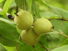 Juglans mollis