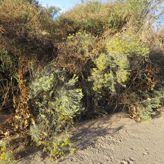 Ericameria nauseosa latisquamea