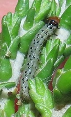 Blepharucha zaide