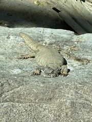 Uromastyx