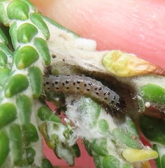 Blepharucha zaide