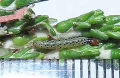 Blepharucha zaide