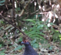 Odontophorus capueira