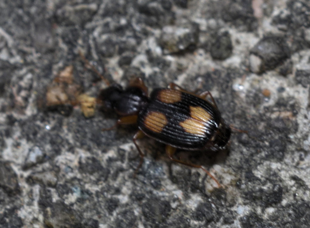 Dolichoctis