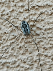 Phalangium opilio