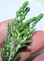 Blepharucha zaide