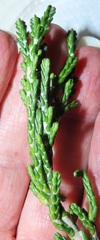 Blepharucha zaide