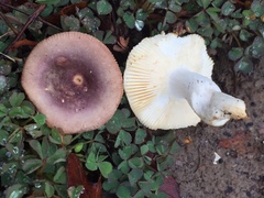 Russula versicolor