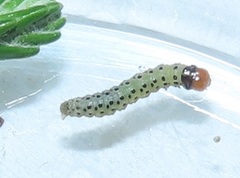 Blepharucha zaide