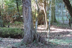 Odontophorus capueira