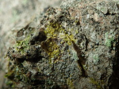 Candelariella xanthostigma