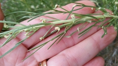 Aceria paracalifornica