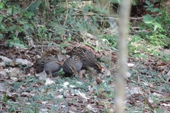 Odontophorus capueira