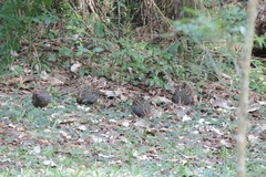 Odontophorus capueira