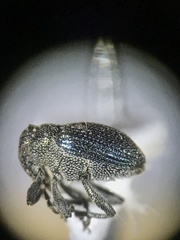 Ceutorhynchus erysimi