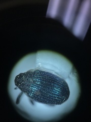 Ceutorhynchus erysimi