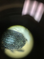 Ceutorhynchus erysimi