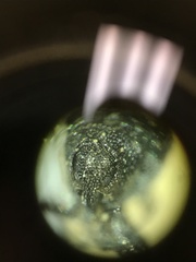 Ceutorhynchus erysimi