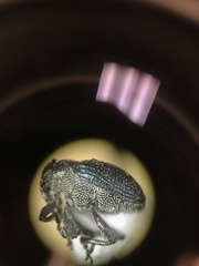 Ceutorhynchus erysimi