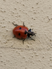 Coccinella septempunctata