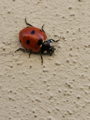Coccinella septempunctata