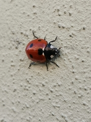 Coccinella septempunctata