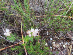 Lobostemon capitatus