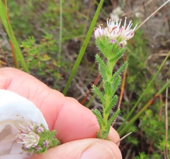 Lobostemon capitatus