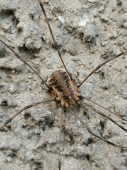 Opilio canestrinii