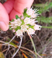 Lobostemon capitatus