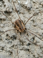 Opilio canestrinii