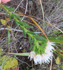 Lobostemon capitatus