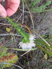 Lobostemon capitatus