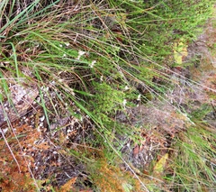 Lobostemon capitatus