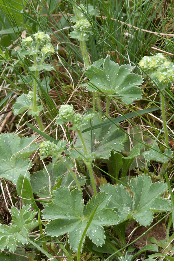 Alchemilla glaucescens