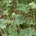 Silky Lady's-Mantle - Photo (c) Amadej Trnkoczy, some rights reserved (CC BY-NC-SA)