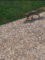 Sciurus niger