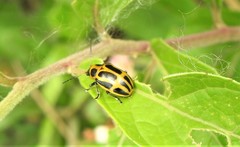 Endocephalus lineatus