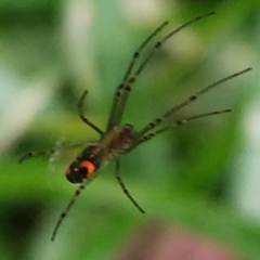 Leucauge