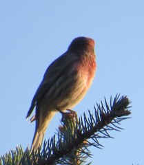 Haemorhous mexicanus