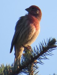 Haemorhous mexicanus