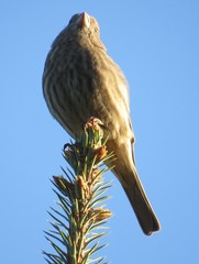 Haemorhous mexicanus