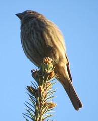 Haemorhous mexicanus